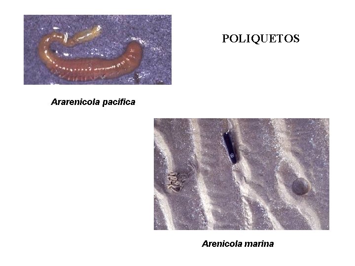 POLIQUETOS Ararenicola pacifica Arenicola marina 