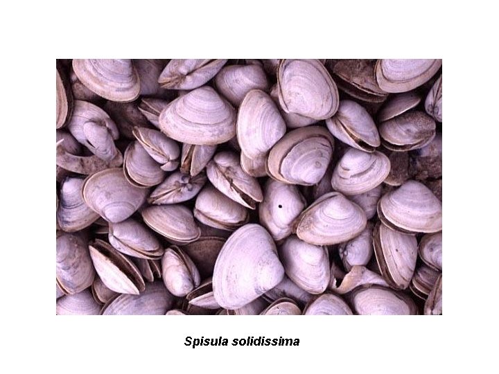 Spisula solidissima 