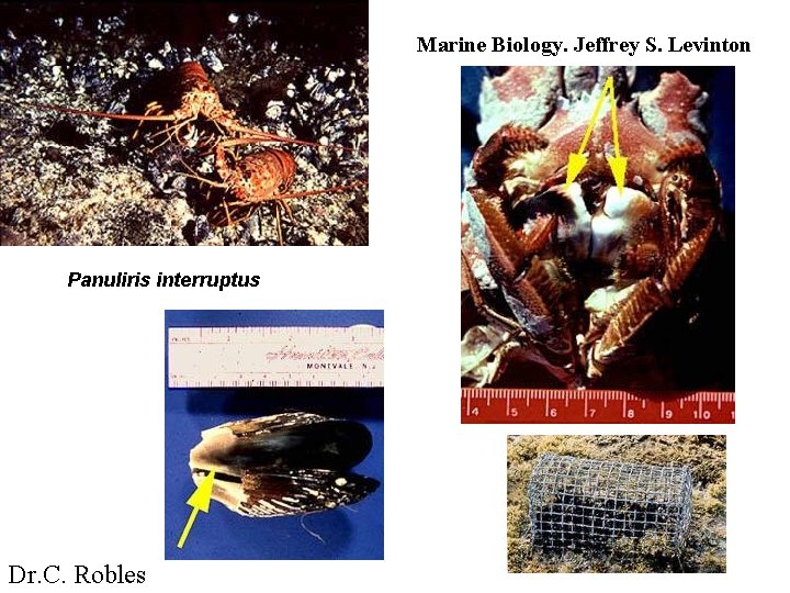 Marine Biology. Jeffrey S. Levinton Panuliris interruptus Dr. C. Robles 