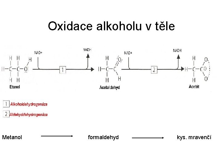 Oxidace alkoholu v těle q Methanol se v játrech oxiduje na formaldehyd Metanol formaldehyd