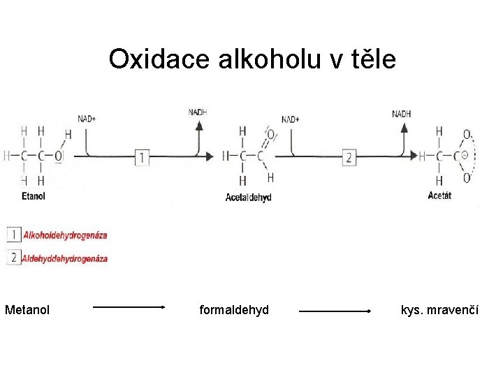 Oxidace alkoholu v těle q Methanol se v játrech oxiduje na formaldehyd Metanol formaldehyd Oxidace alkoholu v těle q Methanol se v játrech oxiduje na formaldehyd Metanol formaldehyd