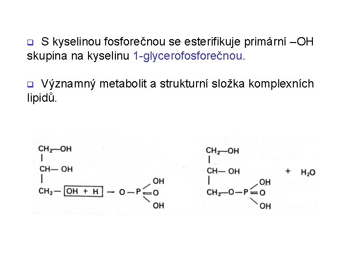 S kyselinou fosforečnou se esterifikuje primární –OH skupina na kyselinu 1 -glycerofosforečnou. q Významný