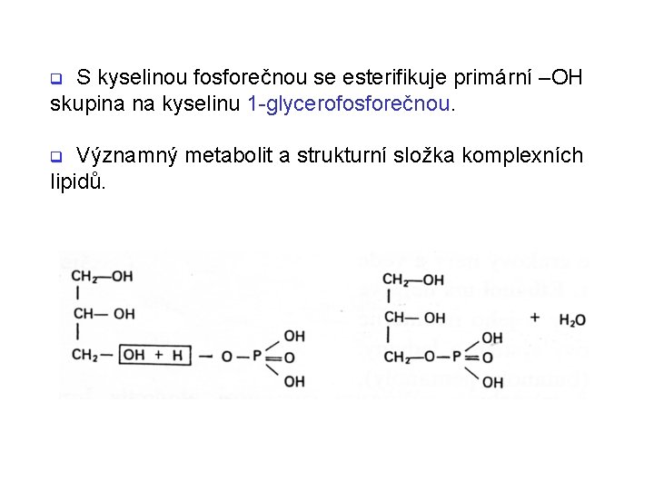S kyselinou fosforečnou se esterifikuje primární –OH skupina na kyselinu 1 -glycerofosforečnou. q Významný S kyselinou fosforečnou se esterifikuje primární –OH skupina na kyselinu 1 -glycerofosforečnou. q Významný