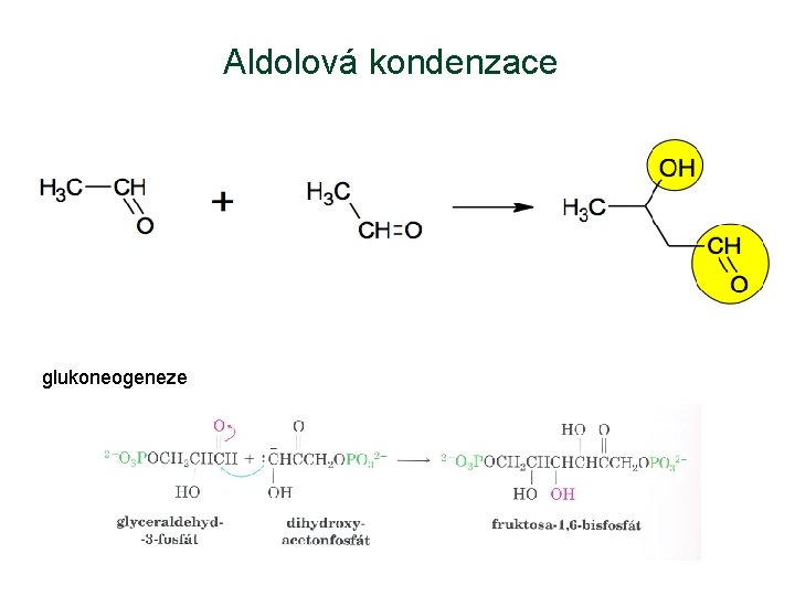 Aldolová kondenzace glukoneogeneze 