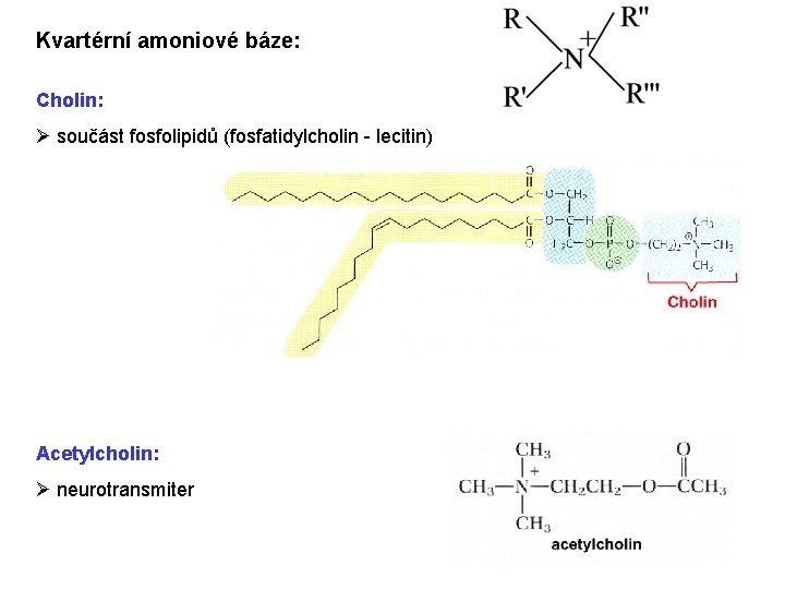 Kvartérní amoniové báze: Cholin: Ø součást fosfolipidů (fosfatidylcholin - lecitin) Acetylcholin: Ø neurotransmiter Kvartérní amoniové báze: Cholin: Ø součást fosfolipidů (fosfatidylcholin - lecitin) Acetylcholin: Ø neurotransmiter