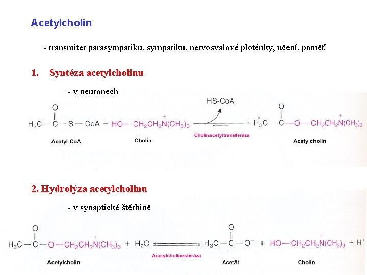 Acetylcholin - transmiter parasympatiku, nervosvalové ploténky, učení, paměť 1. Syntéza acetylcholinu - v neuronech