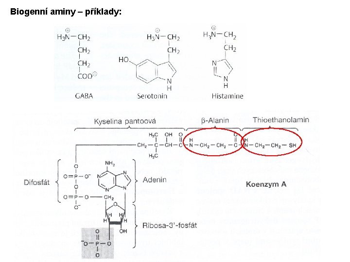 Biogenní aminy – příklady: Biogenní aminy – příklady: