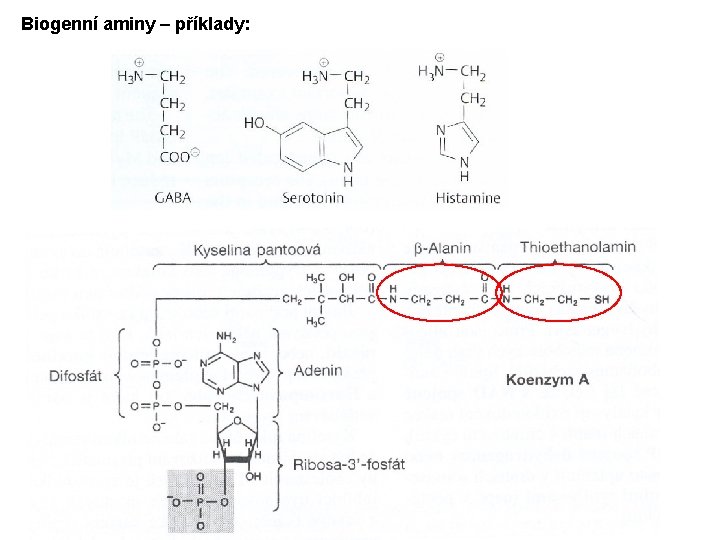 Biogenní aminy – příklady: 