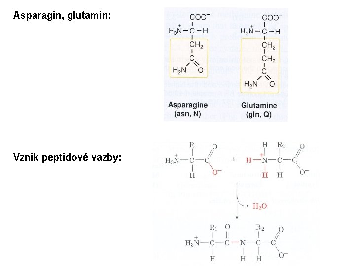 Asparagin, glutamin: Vznik peptidové vazby: 