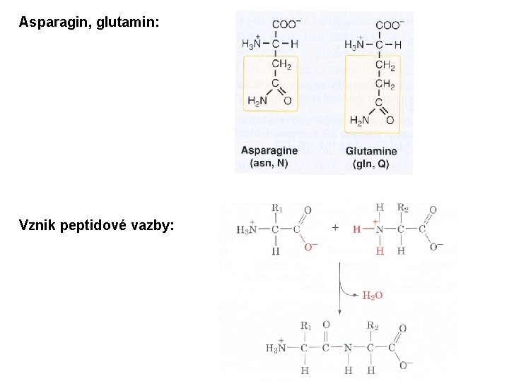 Asparagin, glutamin: Vznik peptidové vazby: Asparagin, glutamin: Vznik peptidové vazby: