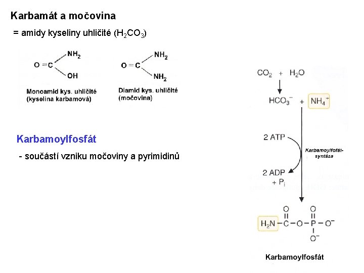 Karbamát a močovina = amidy kyseliny uhličité (H 2 CO 3) Karbamoylfosfát - součástí Karbamát a močovina = amidy kyseliny uhličité (H 2 CO 3) Karbamoylfosfát - součástí