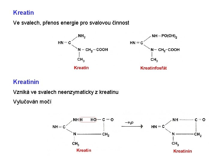 Kreatin Ve svalech, přenos energie pro svalovou činnost Kreatinin Vzniká ve svalech neenzymaticky z