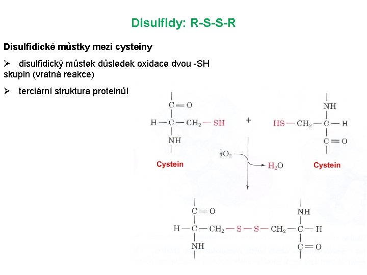 Disulfidy: R-S-S-R Disulfidické můstky mezi cysteiny Ø disulfidický můstek důsledek oxidace dvou -SH skupin Disulfidy: R-S-S-R Disulfidické můstky mezi cysteiny Ø disulfidický můstek důsledek oxidace dvou -SH skupin