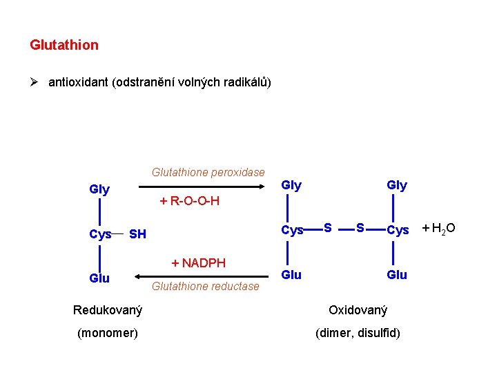 Glutathion Ø antioxidant (odstranění volných radikálů) Glutathione peroxidase Gly Cys Gly + R-O-O-H Cys