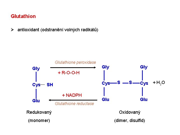 Glutathion Ø antioxidant (odstranění volných radikálů) Glutathione peroxidase Gly Cys Gly + R-O-O-H Cys Glutathion Ø antioxidant (odstranění volných radikálů) Glutathione peroxidase Gly Cys Gly + R-O-O-H Cys