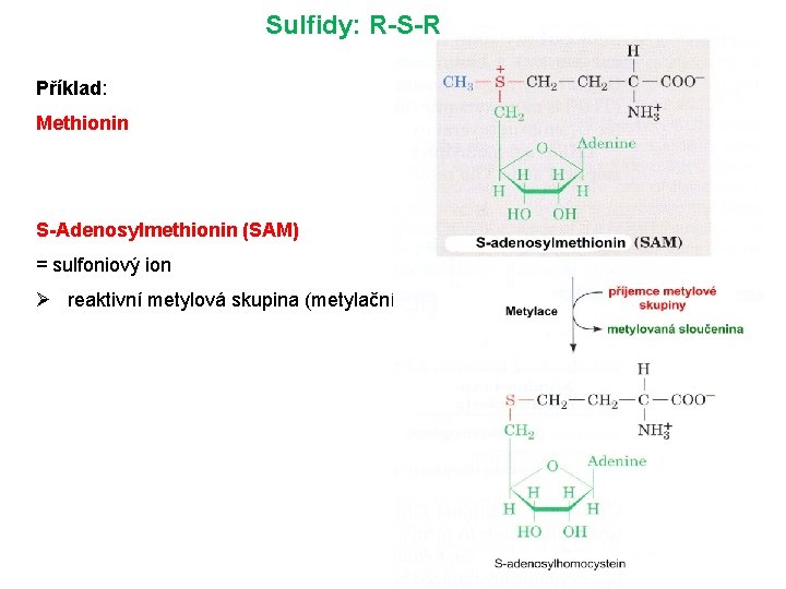 Sulfidy: R-S-R Příklad: Methionin S-Adenosylmethionin (SAM) = sulfoniový ion Ø reaktivní metylová skupina (metylační