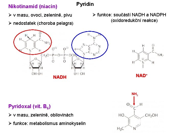 Nikotinamid (niacin) Pyridin Ø v masu, ovoci, zelenině, pivu Ø nedostatek (choroba pelagra) NADH