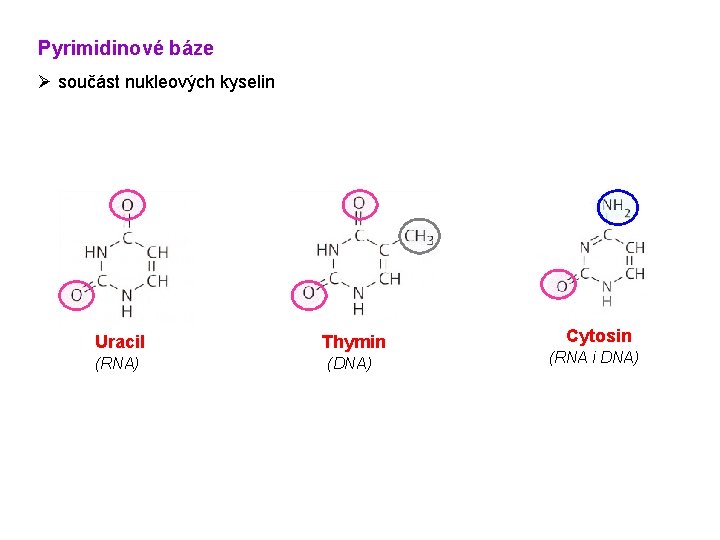 Pyrimidinové báze Ø součást nukleových kyselin Uracil Thymin (RNA) (DNA) Cytosin (RNA i DNA) Pyrimidinové báze Ø součást nukleových kyselin Uracil Thymin (RNA) (DNA) Cytosin (RNA i DNA)