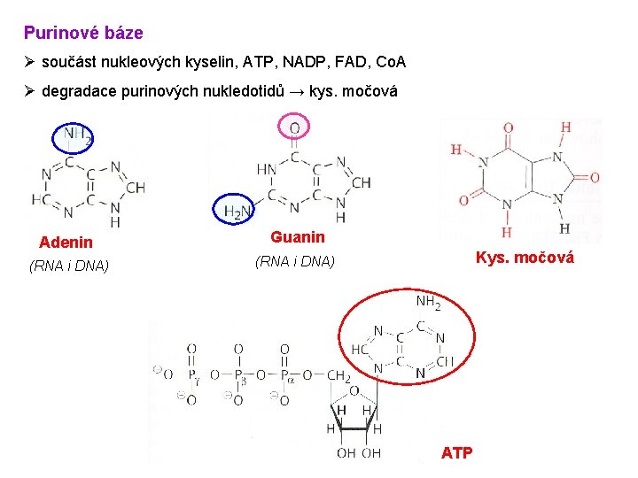 Purinové báze Ø součást nukleových kyselin, ATP, NADP, FAD, Co. A Ø degradace purinových