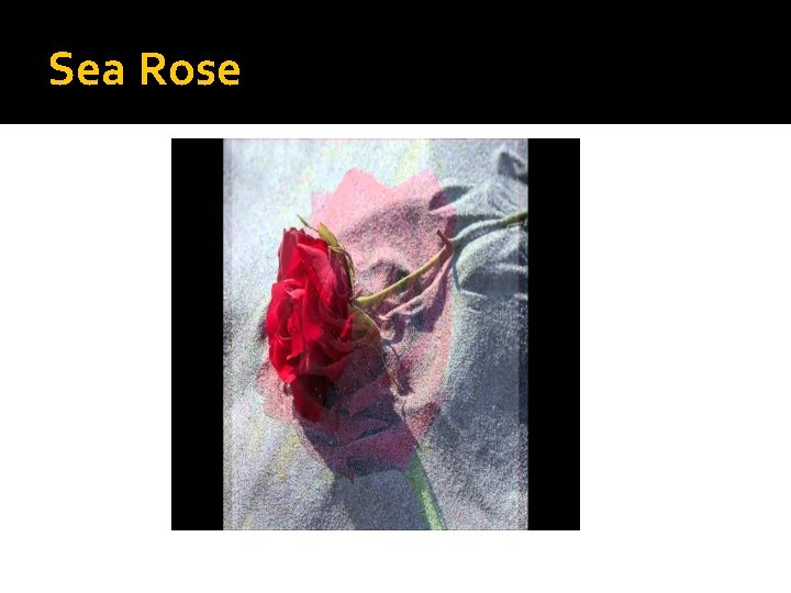 Sea Rose 