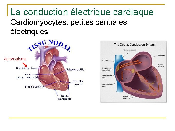 La conduction électrique cardiaque Cardiomyocytes: petites centrales électriques Automatisme 