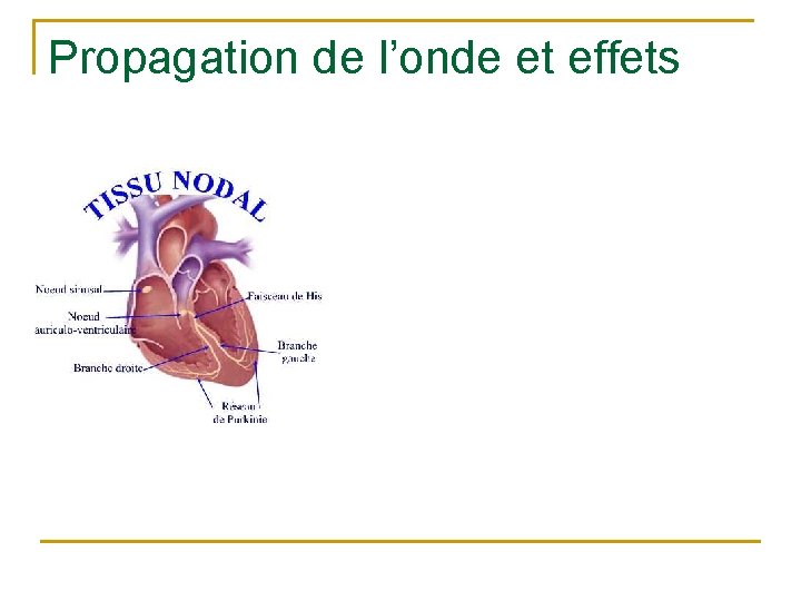 Propagation de l’onde et effets 