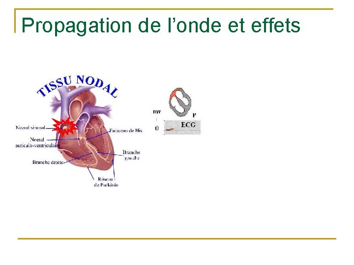 Propagation de l’onde et effets 