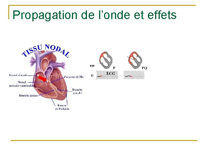 Propagation de l’onde et effets 