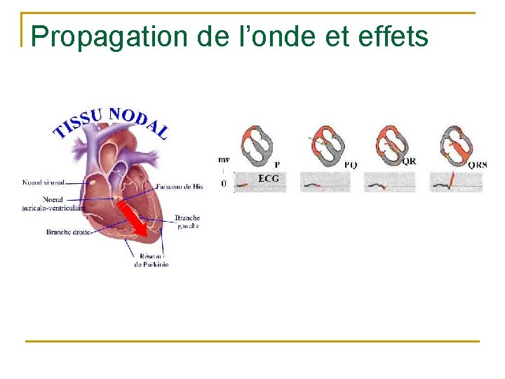 Propagation de l’onde et effets 