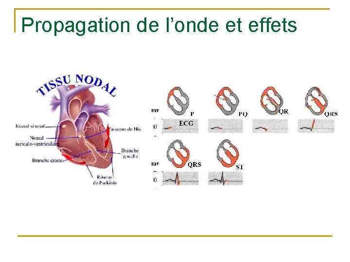 Propagation de l’onde et effets 