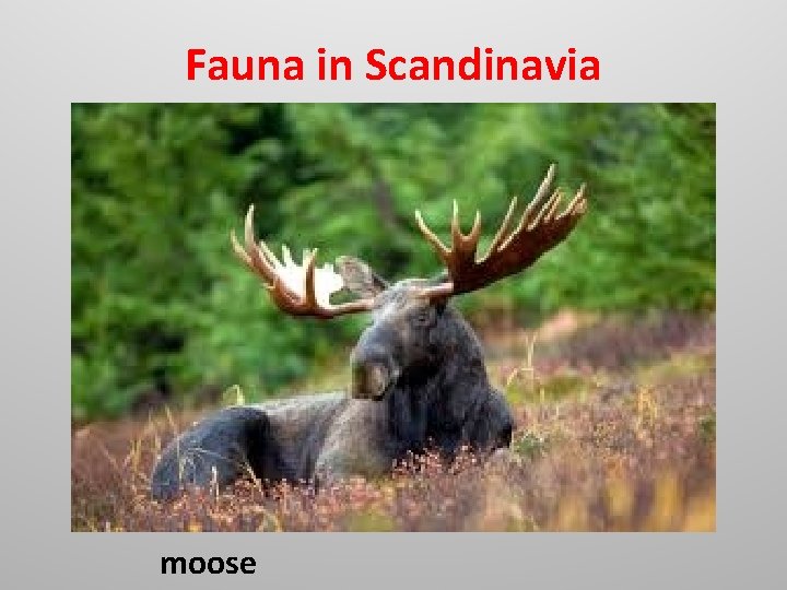Fauna in Scandinavia moose Fauna in Scandinavia moose