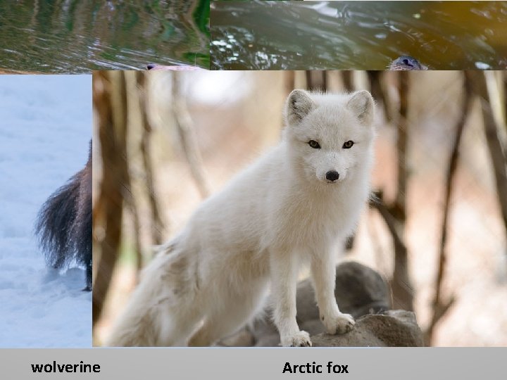 beaver wolverine otter Arctic fox beaver wolverine otter Arctic fox