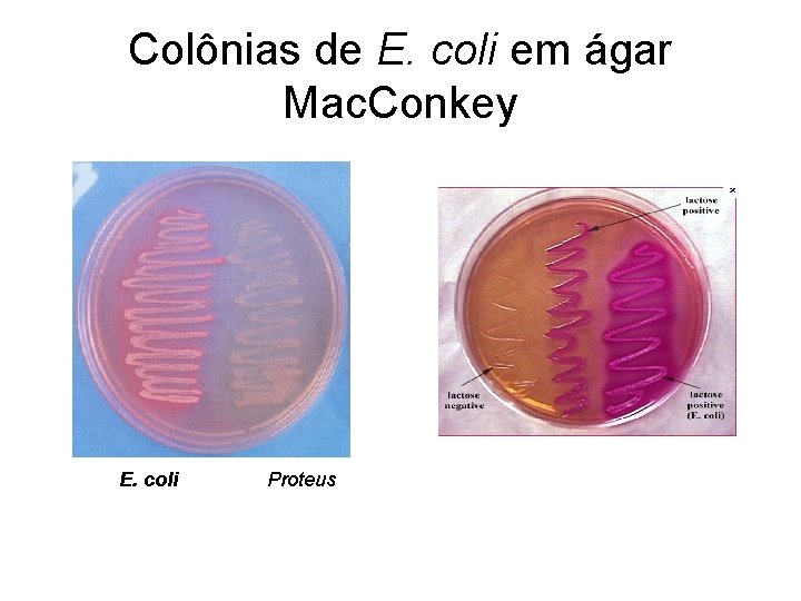 Colônias de E. coli em ágar Mac. Conkey E. coli Proteus Colônias de E. coli em ágar Mac. Conkey E. coli Proteus