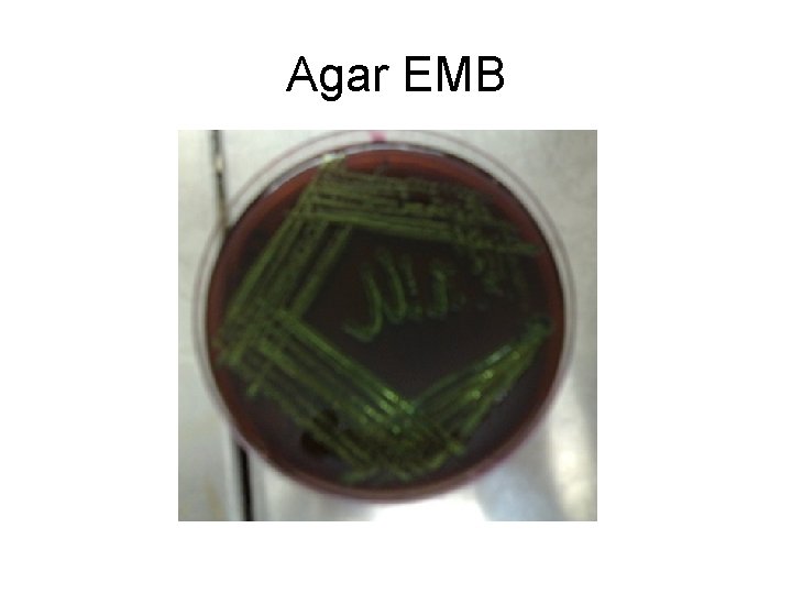 Agar EMB Agar EMB