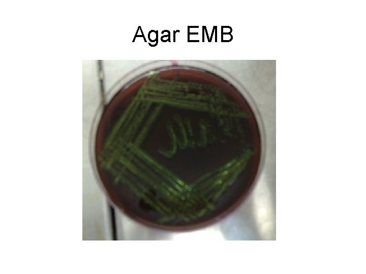 Agar EMB 