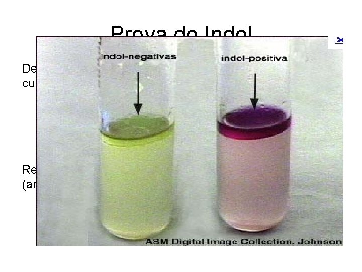 Prova do Indol Detecta a produção de indol pela bactéria em meio de cultivo