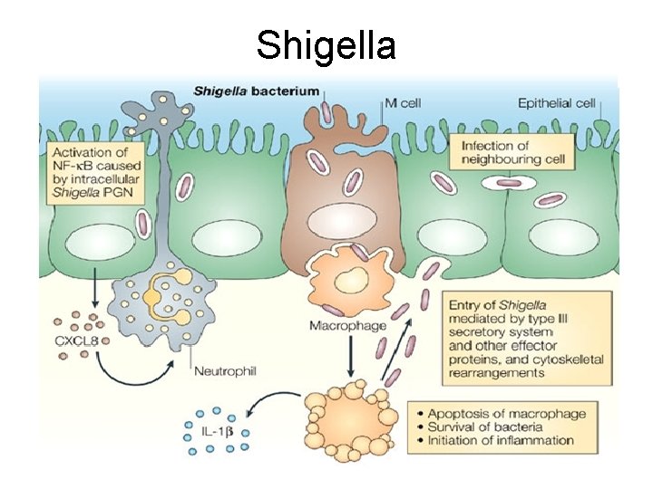 Shigella 