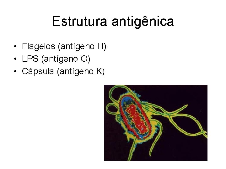 Estrutura antigênica • Flagelos (antígeno H) • LPS (antígeno O) • Cápsula (antígeno K)