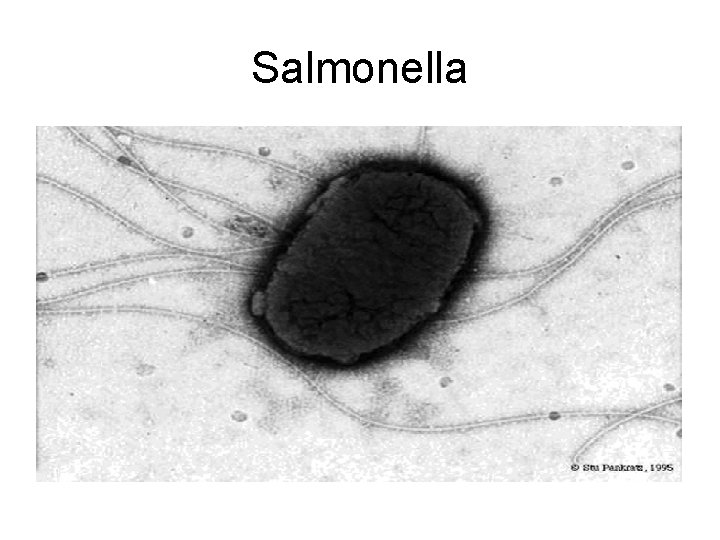 Salmonella 