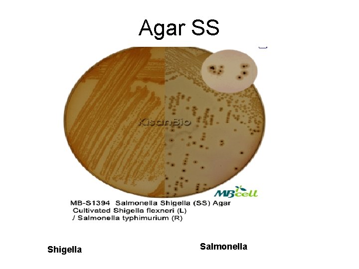 Agar SS Shigella Salmonella 