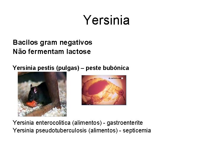 Yersinia Bacilos gram negativos Não fermentam lactose Yersinia pestis (pulgas) – peste bubônica Yersinia