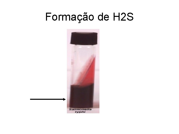 Formação de H 2 S Formação de H 2 S