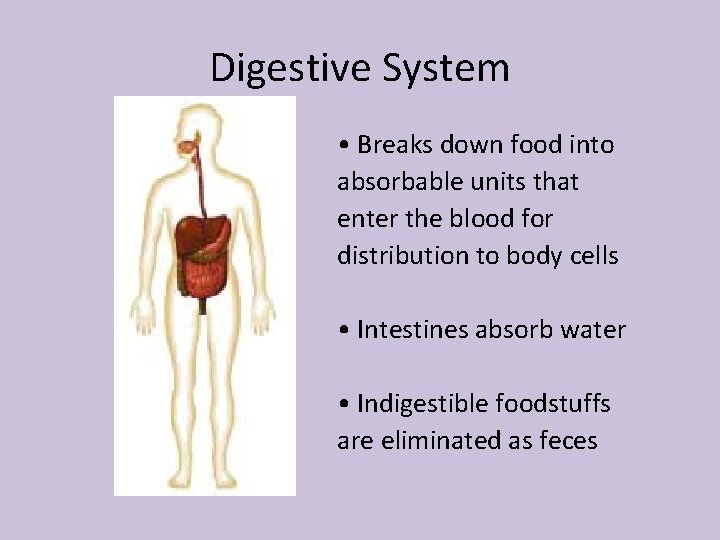 Digestive System • Breaks down food into absorbable units that enter the blood for