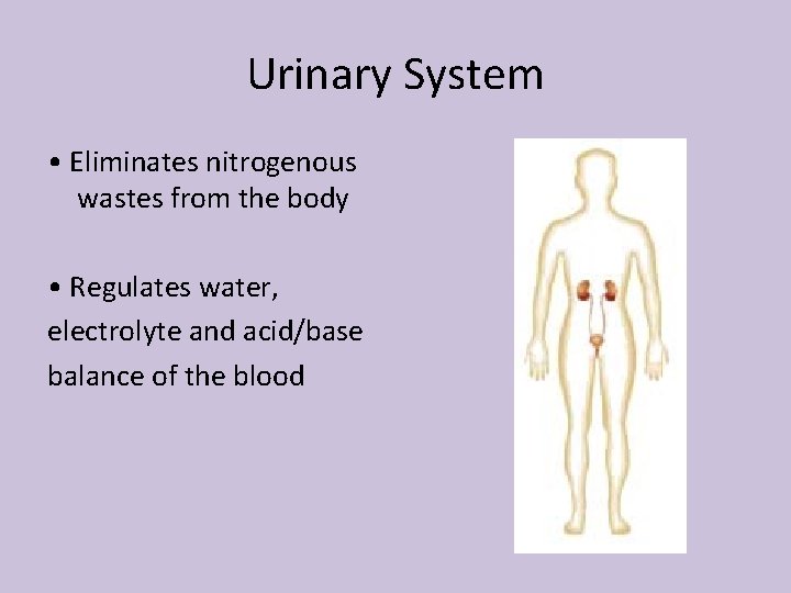 Urinary System • Eliminates nitrogenous wastes from the body • Regulates water, electrolyte and