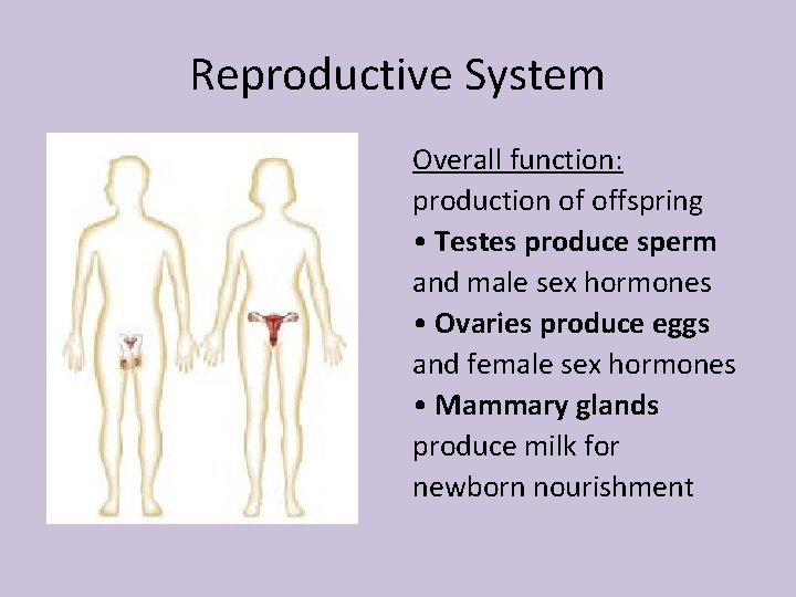 Reproductive System Overall function: production of offspring • Testes produce sperm and male sex