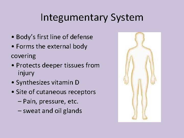 Integumentary System • Body’s first line of defense • Forms the external body covering