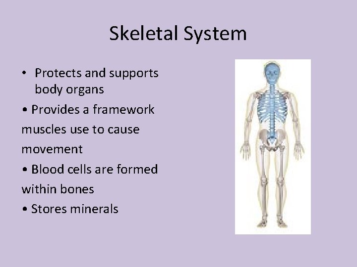 Skeletal System • Protects and supports body organs • Provides a framework muscles use