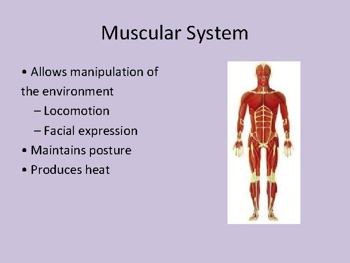 Muscular System • Allows manipulation of the environment – Locomotion – Facial expression •