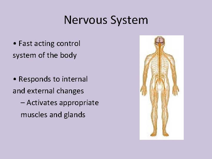 Nervous System • Fast acting control system of the body • Responds to internal