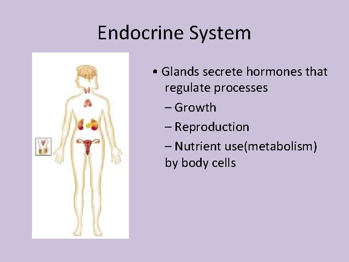 Endocrine System • Glands secrete hormones that regulate processes – Growth – Reproduction –